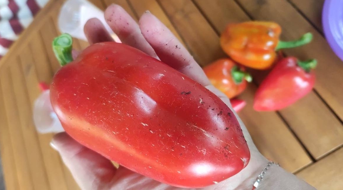 Перец ИА Sttavropol.Media