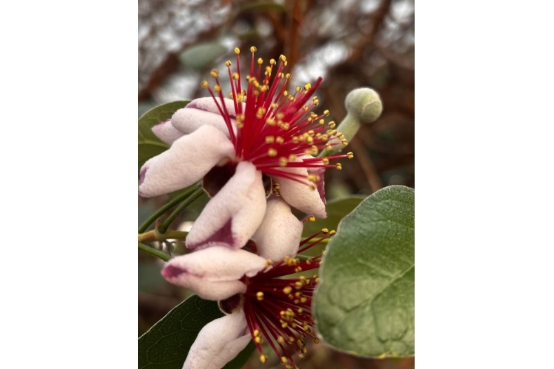 Фейхоа Пресс-служба ИГУ