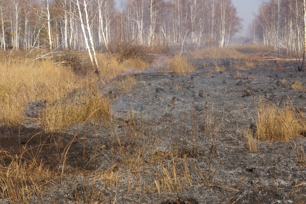 Сейчас общая площадь пожаров составляет более 30 га , Фото с места события из других источников