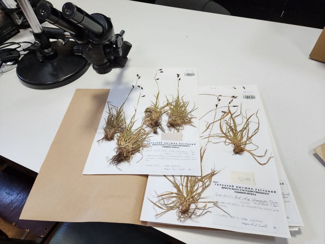 ИГУ присвоили статус биоресурсного центра Пресс-служба вуза