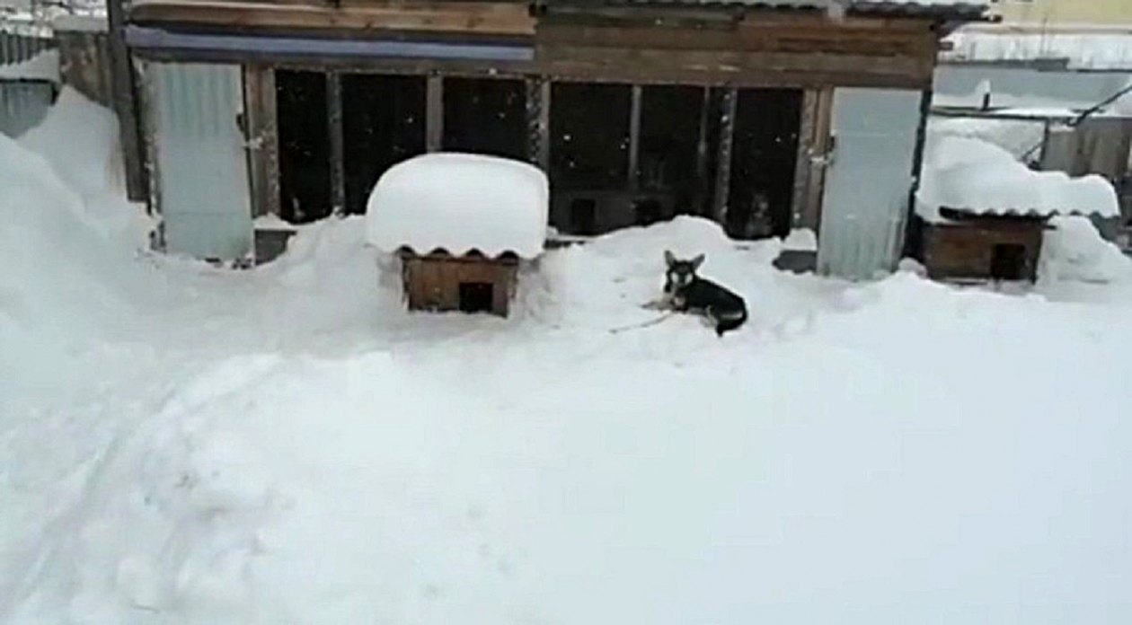Делаю &quotпробор&quot и расчёсываю. Как легко почистить участок от снега — без снегоуборщика, пота и усталости скриншот видео из соцсети