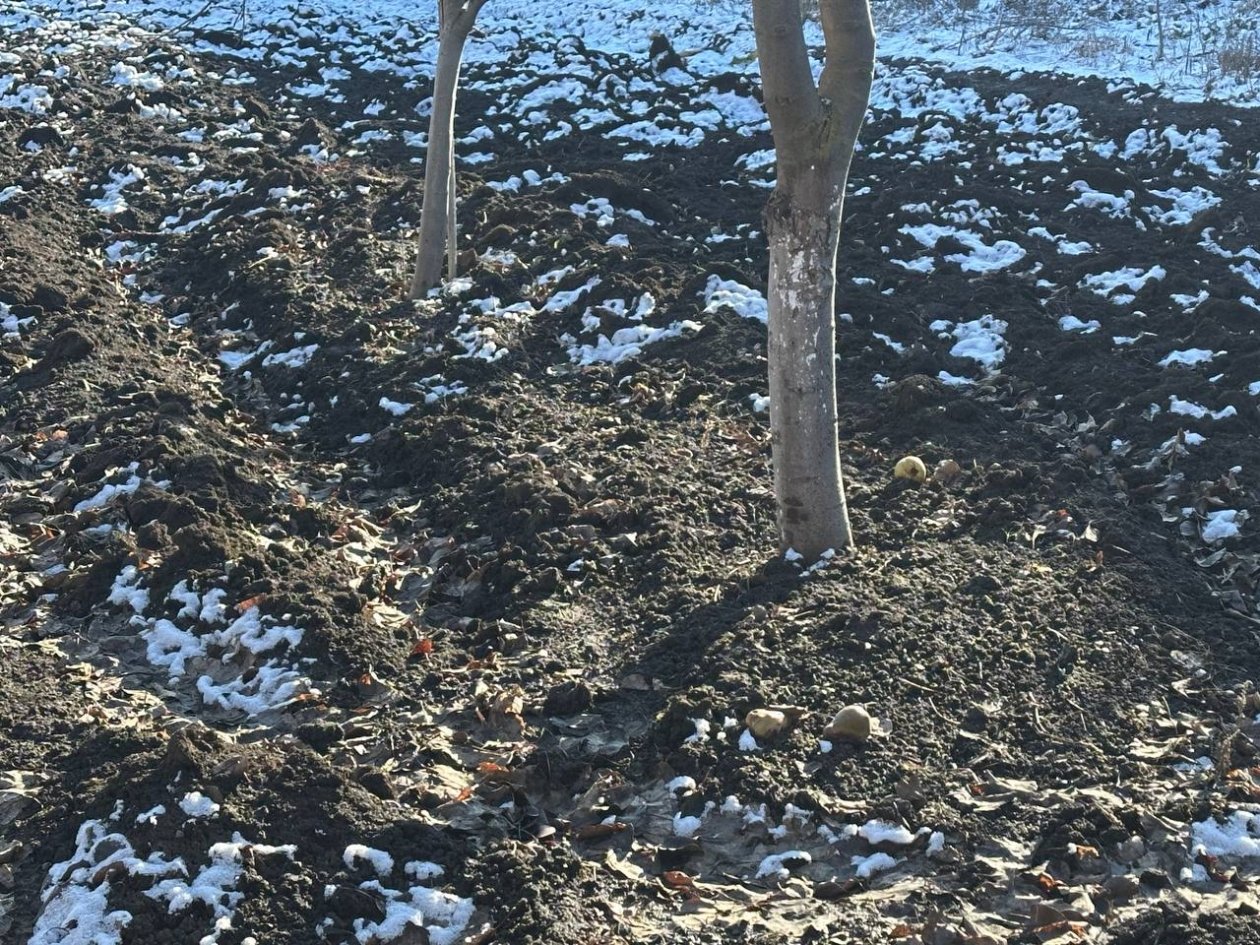 В 10 раз лучше навоза: сыпем на грядки по снегу в феврале — как легко увеличить плодородие почвы к весне ИА Stavropol.Media