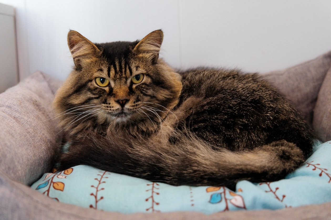 Эксперт опроверг однозначное влияние кошек на психику человека Евгений Кулешов, ИА PrimaMedia.ru