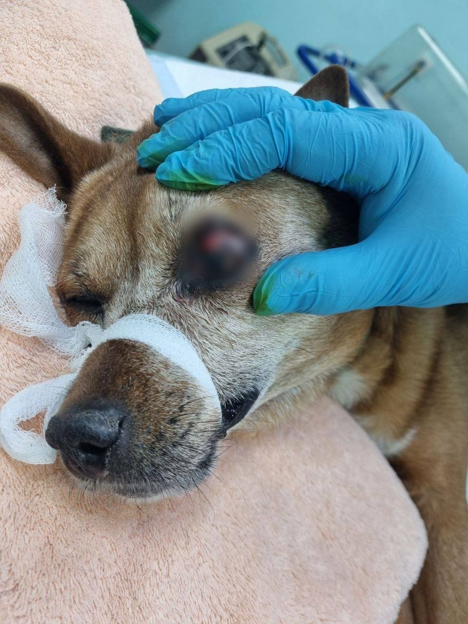 В Тулуне ветеринары прооперировали 14-летнюю собаку с папилломами верхнего века Пресс-служба Ассоциации ветеринарии Приангарья