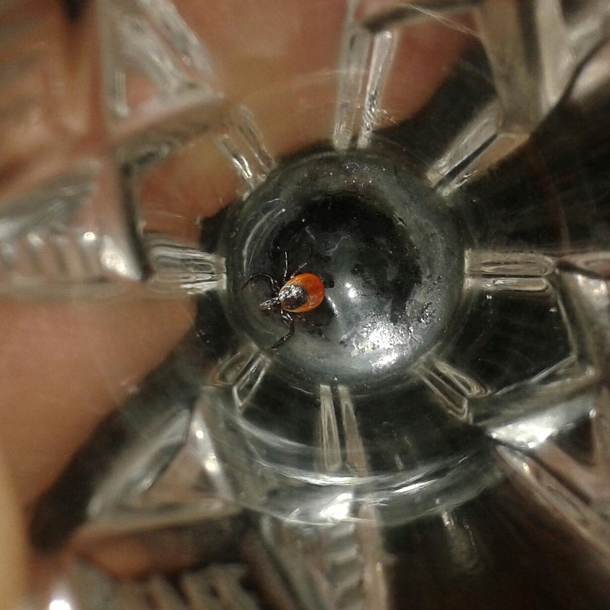 Один из первых клещей в Иркутской области оказался носителем опасной инфекции Кирилл Роткин, ИА IrkutskMedia