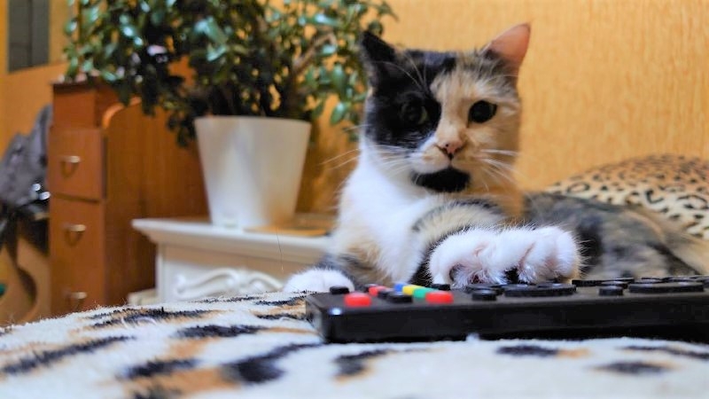 Кошка, пульт, телевидение ИА EAOMedia