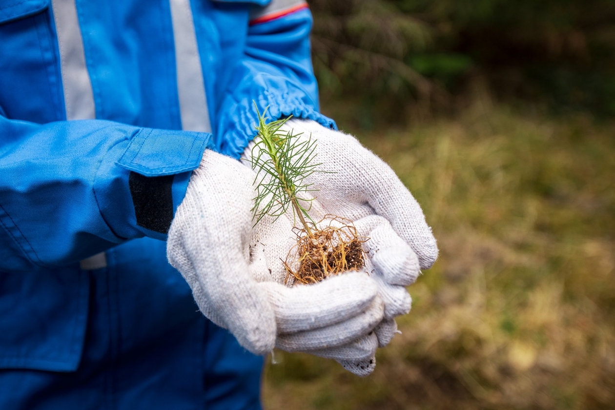 Сотни гектаров леса высадили в Сибири за прошлый год пресс-служба ПАО &quotГазпром нефть&quot