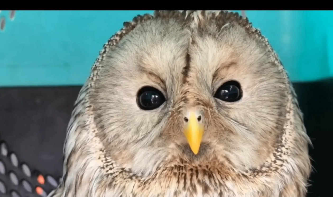 Спасенную полицейскими на трассе сову выпустили на волю в Иркутской области Иркутский зоопарк