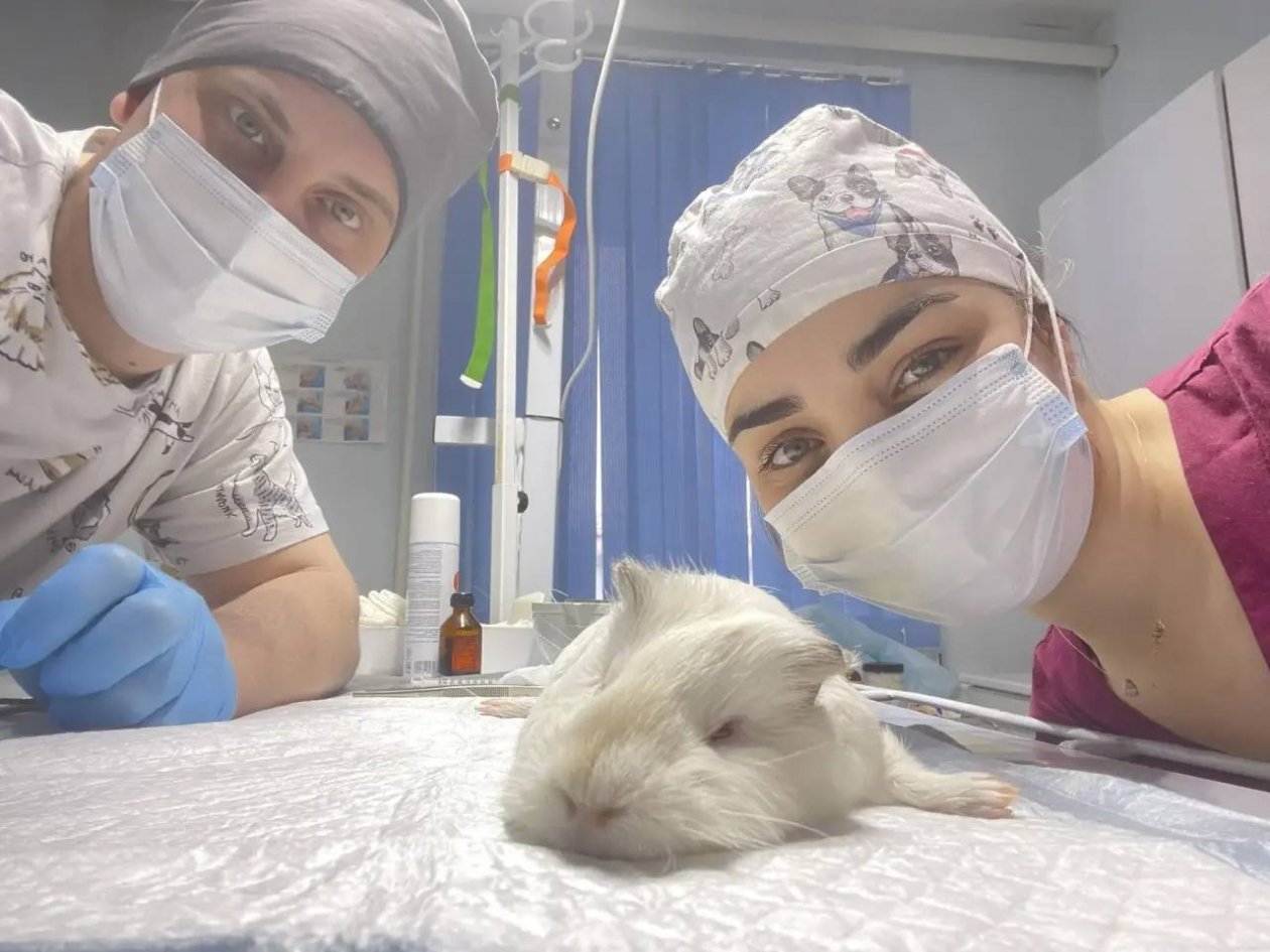 В Усть-Куте ветеринары удалили опухоль у морской свинки по кличке Кролик Пресс-служба Ассоциации ветеринарии Приангарья