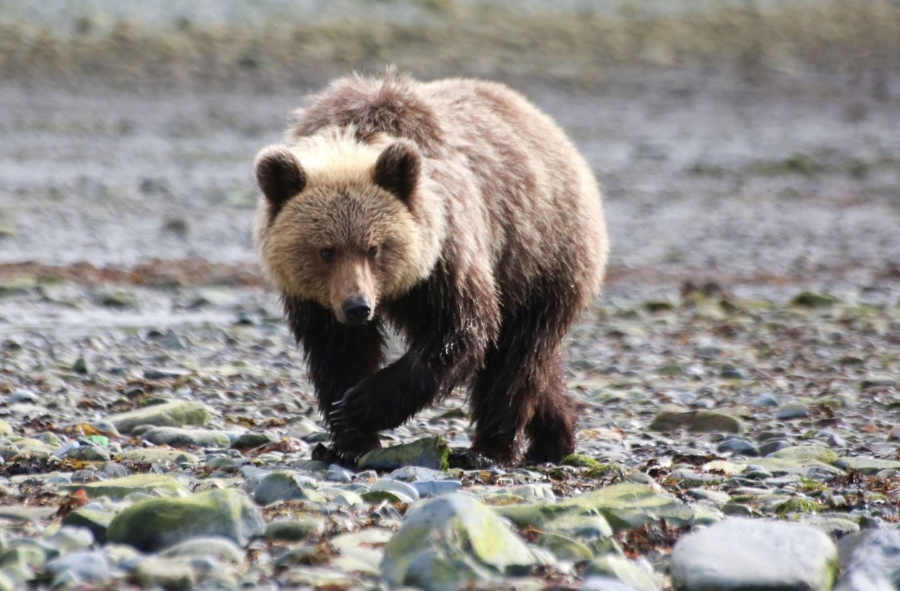 &quotОсторожно, хищник!&quot: медведя заметили рядом с поселком Листвянка Чёрный Игорь, MagadanMedia.ru