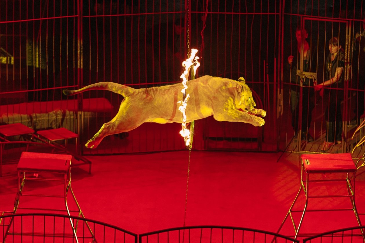 В Египте львёнок напал на трёхлетнюю девочку во время фотосессии Мария Смитюк, ИА PrimaMedia.ru