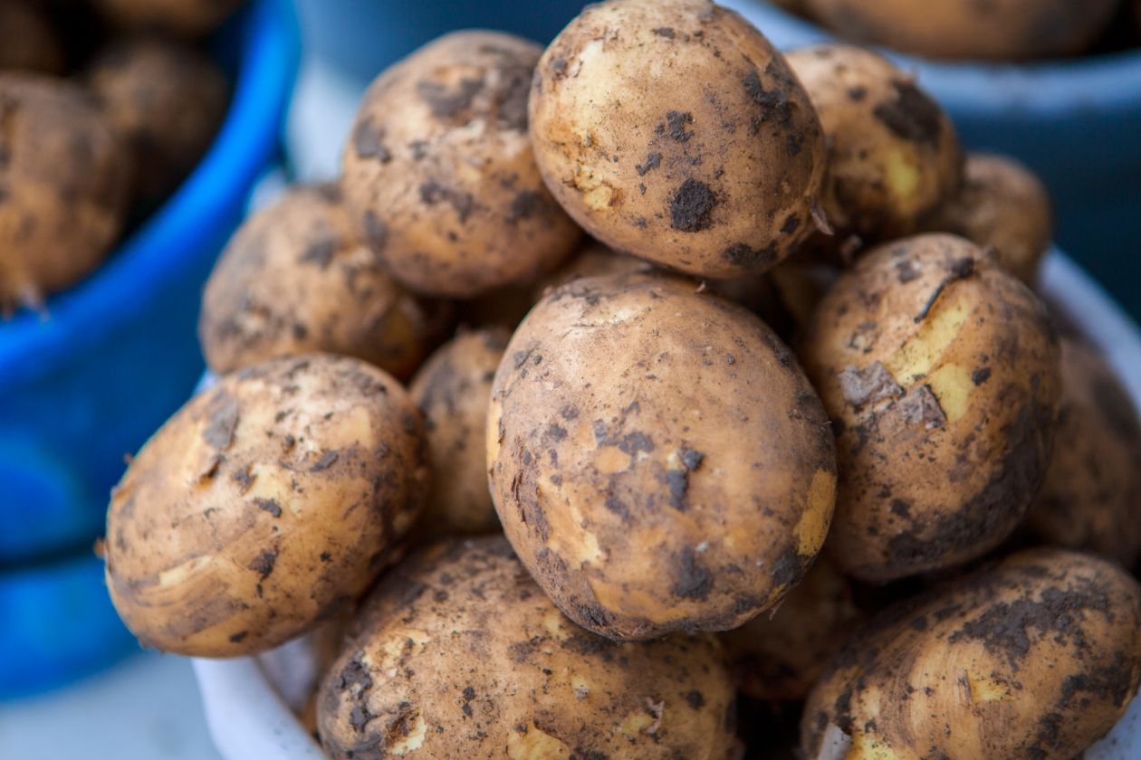 Картофель подкармливаю проверенным способом - собираю обильный урожай крупных клубней Илья Аверьянов, ИА PrimaMedia