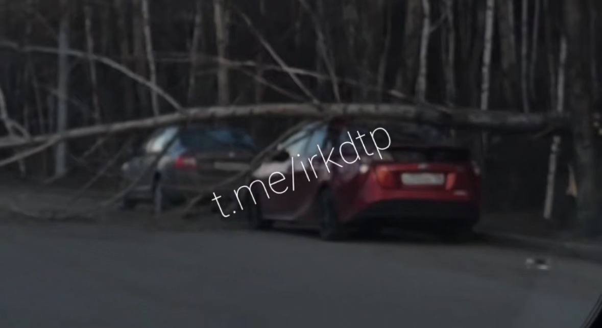 Дерево рухнуло на автомобиль в Иркутске Тг-канал (18+) &quotДТП38RUS&quot