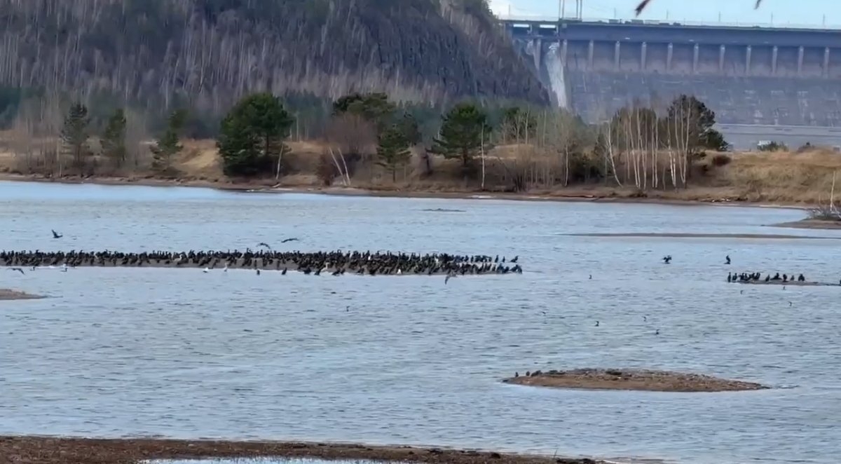 Видео с большими стаями бакланов в районе водохранилищ десятками появляются в интернете тг-канал (18+) Александра Дубровина