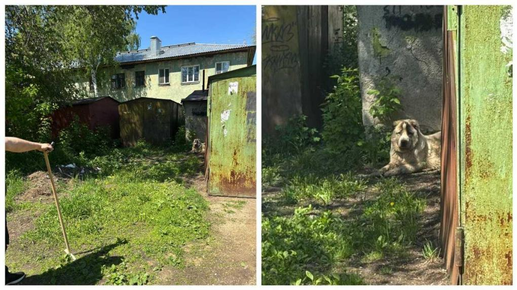 Собака предоставлено читательницей Om1 Новосибирск