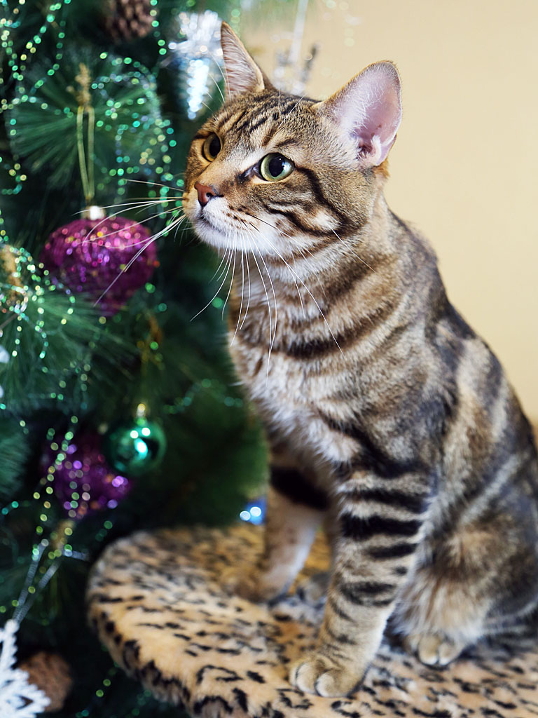 Молодой племенной котик, Фото с места события собственное