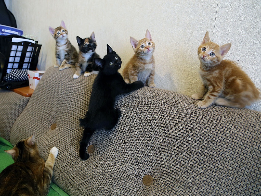 Котята любят поиграть, Фото с места события собственное
