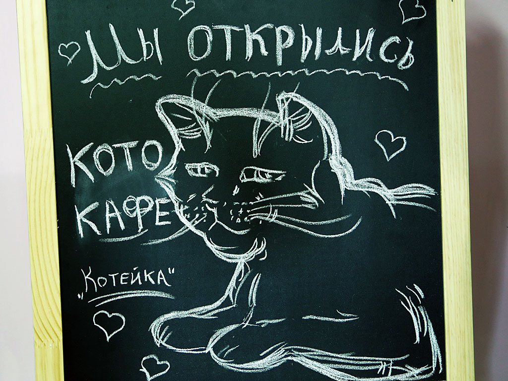 Открытие котокафе, Фото с места события собственное
