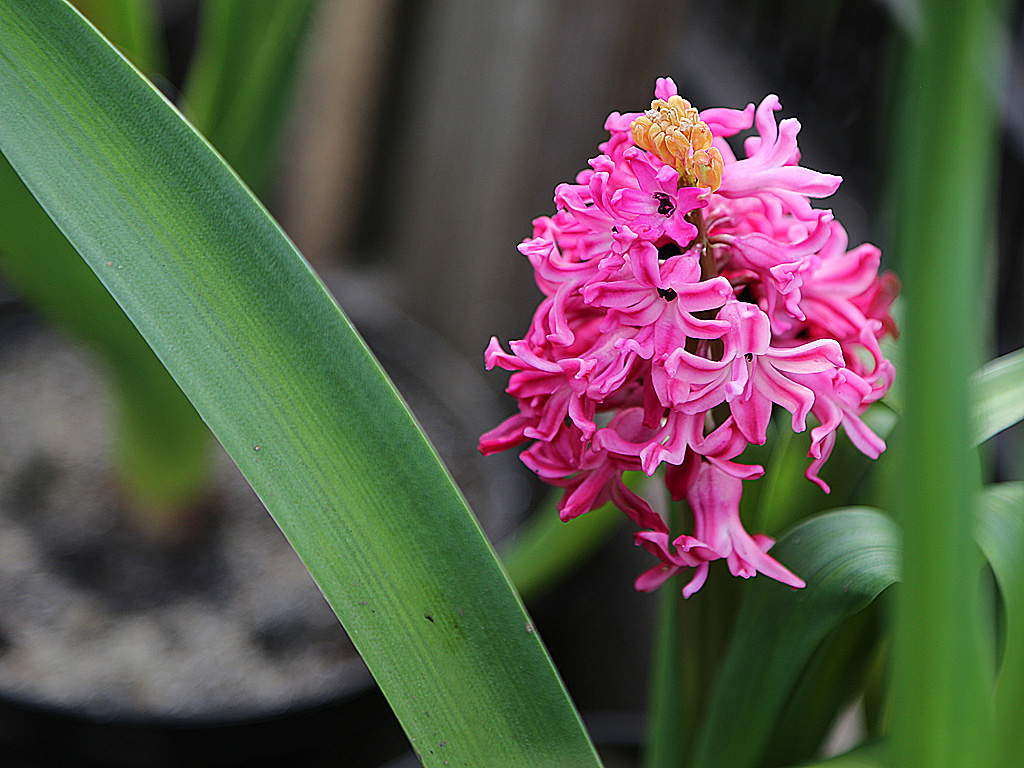 В теплицах предприятия началась массовая срезка и реализация праздничных букетов, Фото с места события собственное