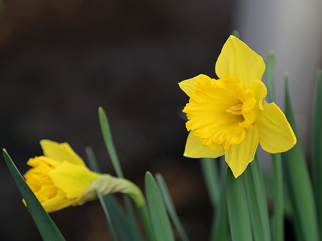 МУП "Горзелехоз" начал массовую срезку и продажу цветов, Фото с места события собственное