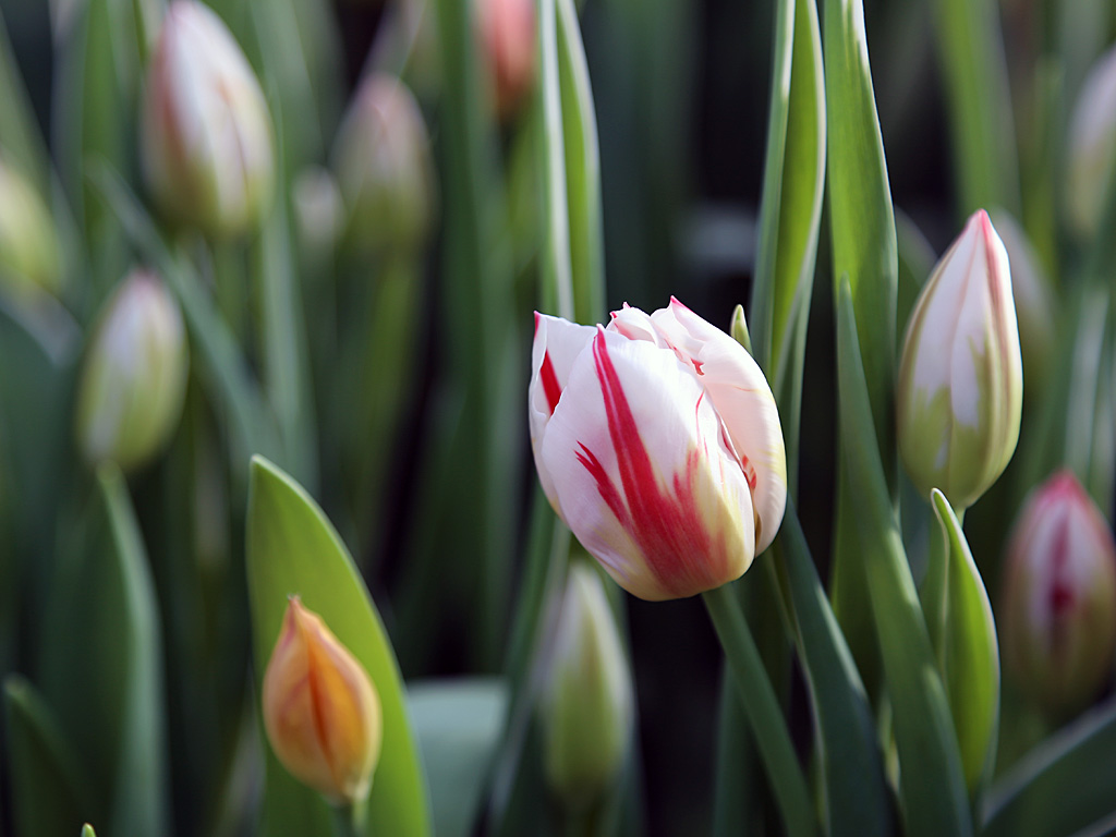 МУП "Горзелехоз" начал массовую срезку и продажу цветов, Фото с места события собственное