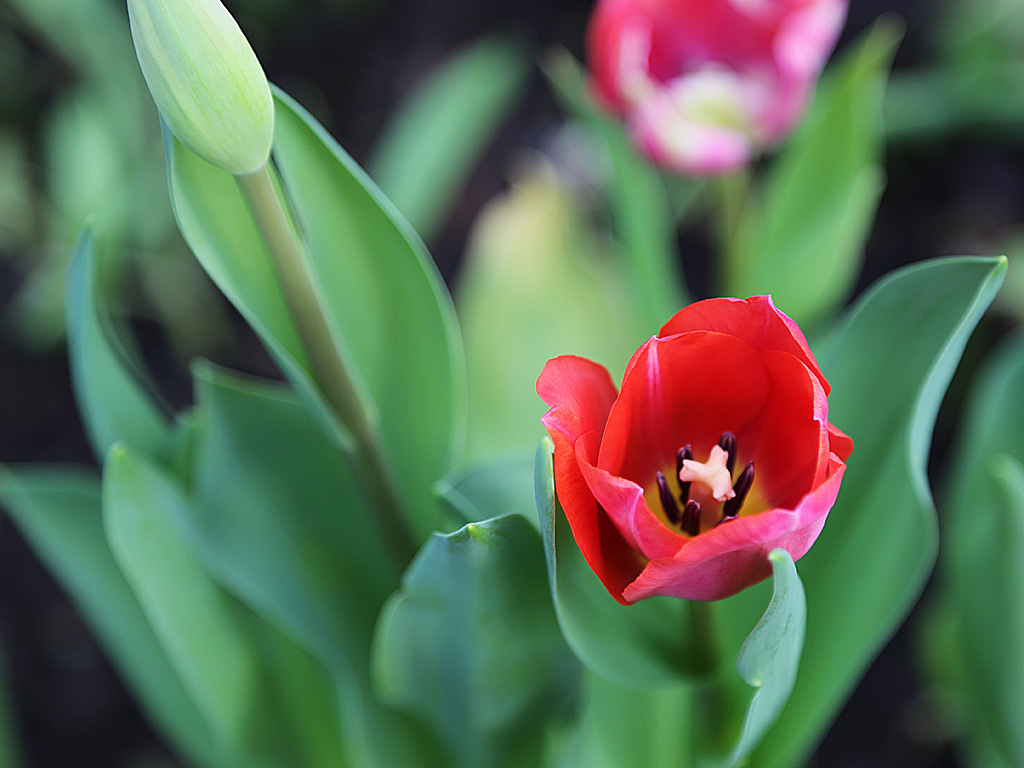 К 8 марта на предприятии было выращено около 70 тысяч тюльпанов и 5-6 тысяч нарциссов, Фото с места события собственное