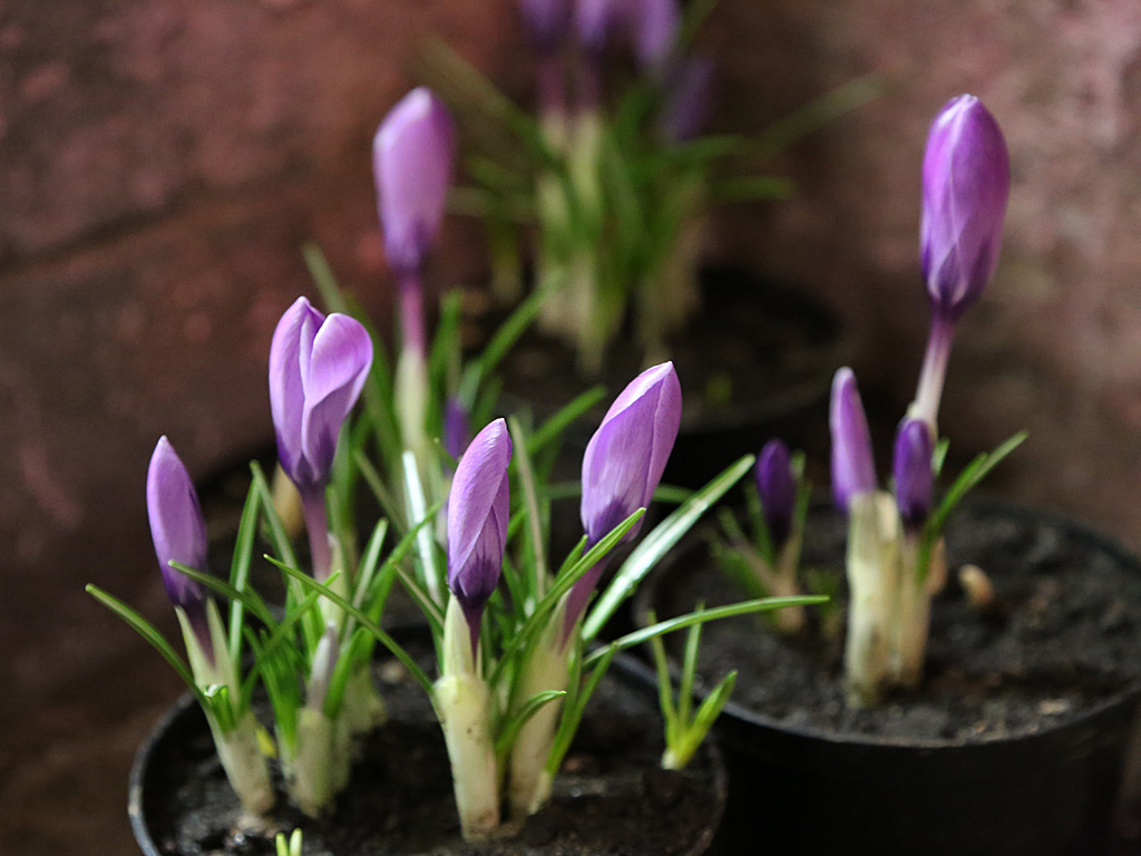 К 8 марта на предприятии было выращено около 70 тысяч тюльпанов и 5-6 тысяч нарциссов, Фото с места события собственное