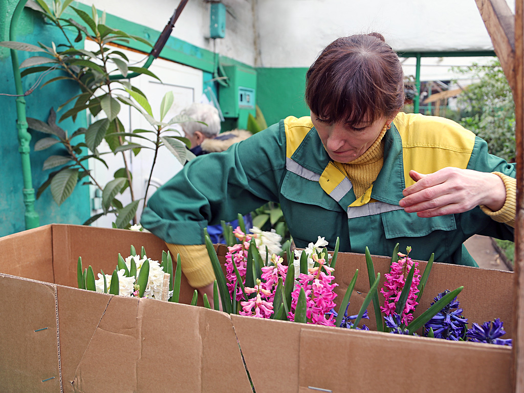 Многие сорта тюльпанов и нарциссов уже срезаны подчистую, Фото с места события собственное