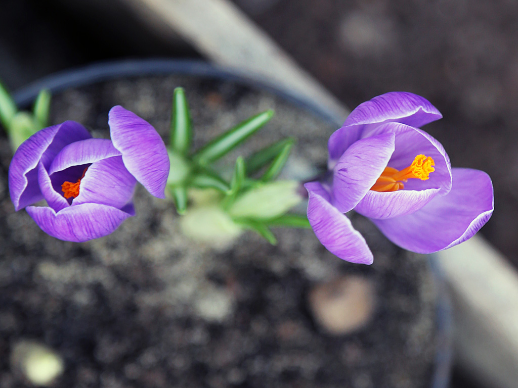 Срезка цветов делается заранее, а затем тюльпаны кладутся на хранение в подвальное помещение, Фото с места события собственное