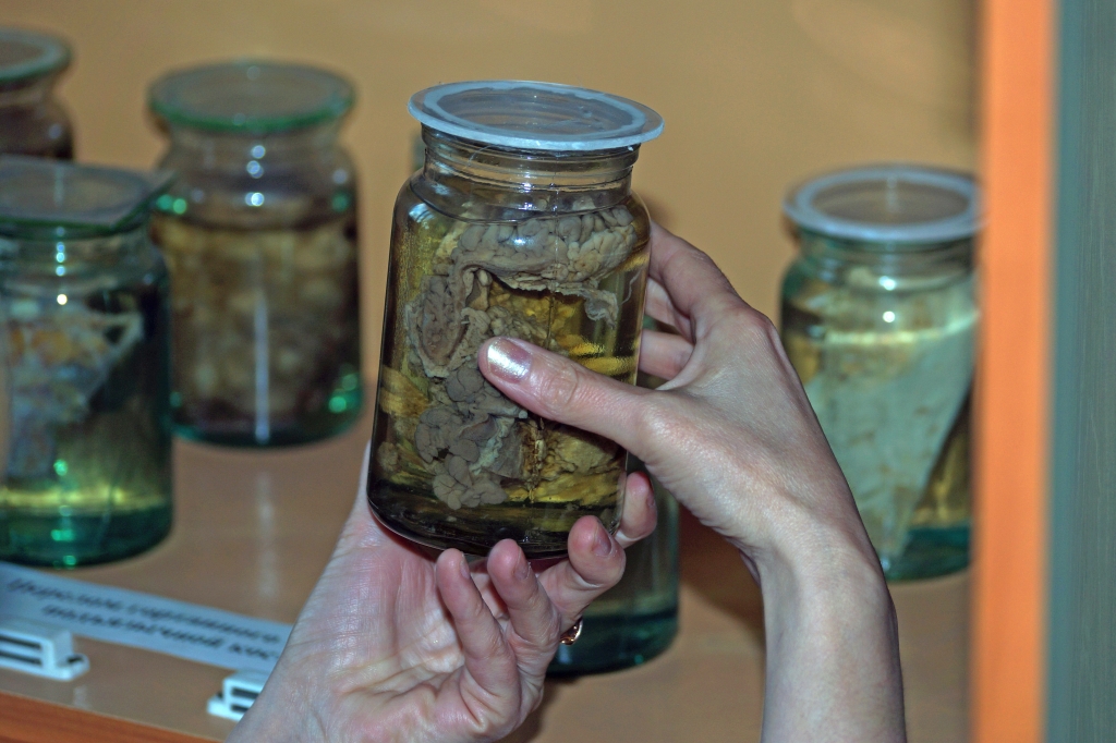 Забальзамированные органы