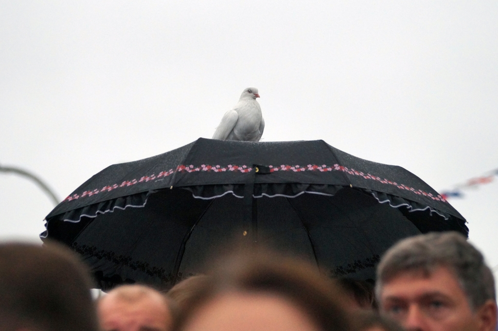 Голубь