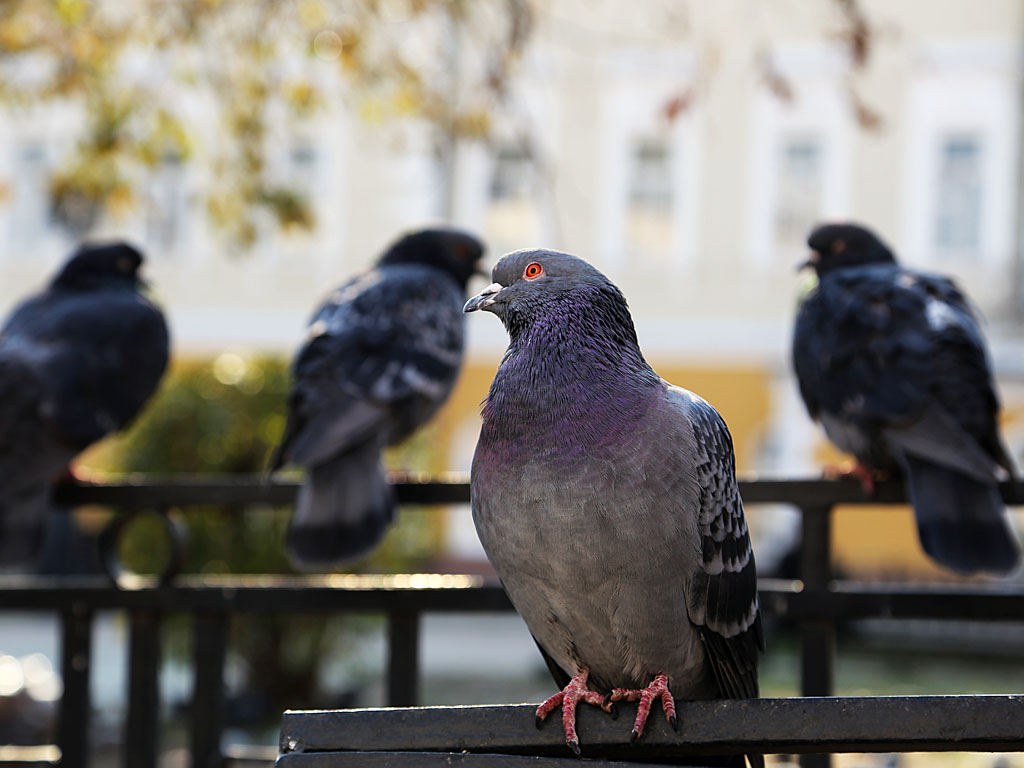 Голуби