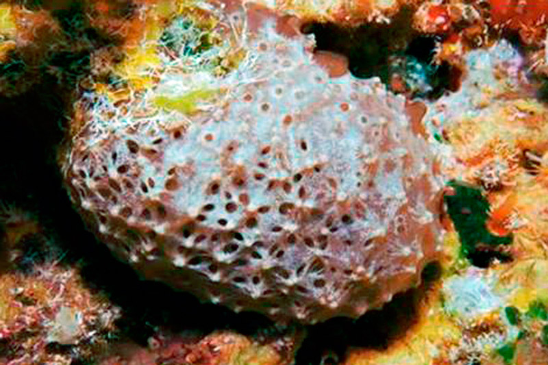 Губки Fascaplysinopsis-sp