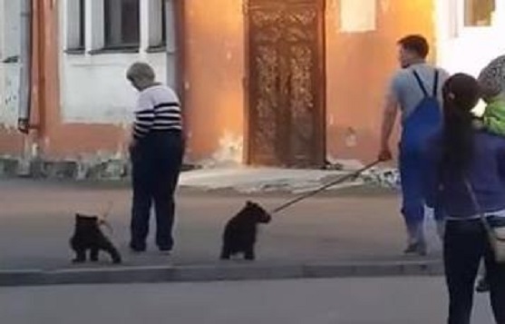 Прогулка медвежат Скриншот с сайта YouTube