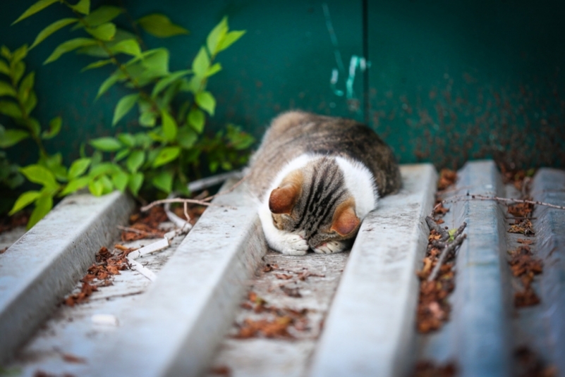 Котик, которому стыдно Антон Балашов, ИА PrimaMedia