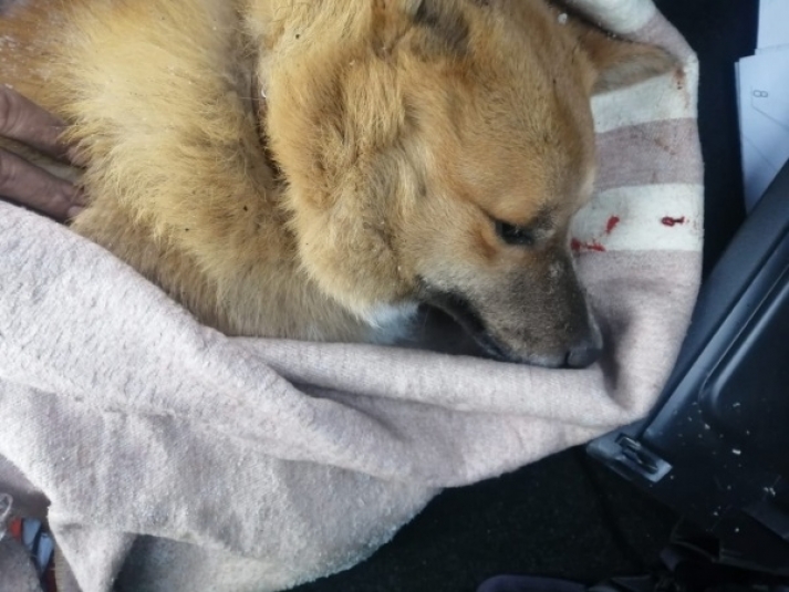 Пострадавшая в ДТП возле Тулуна собака скончалась в ветклинике