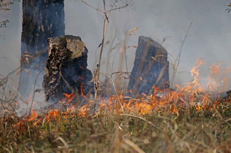 Три лесных пожара на площади 5,5 тысячи га потушили в Иркутской области