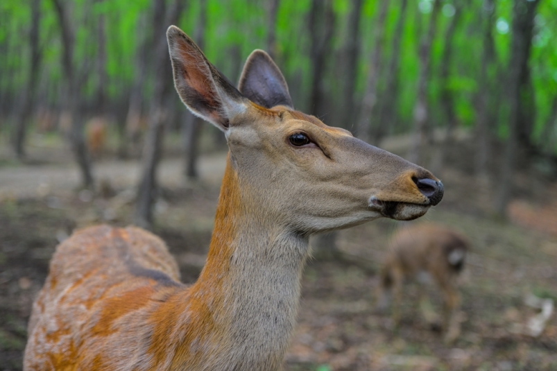 Группу браконьеров, охотившихся на косулю и оленя, задержали в Иркутской области