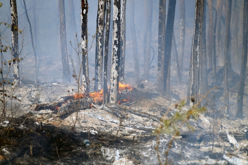 Два лесных пожара распространились на 1,22 тысячи га в Иркутской области