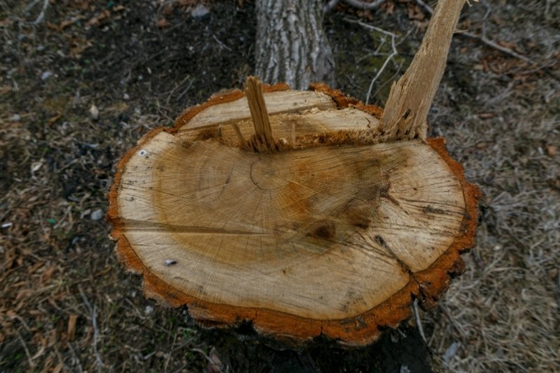 Штраф и уголовный срок: как накажут россиян за рубку деревьев на своем участке