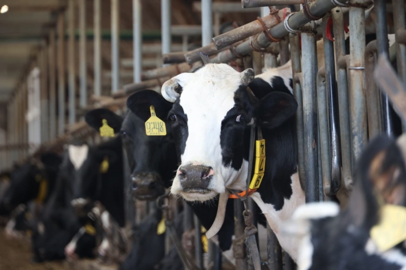В Иркутской области остается сложной ситуация с заболеванием скота узелковым дерматитом