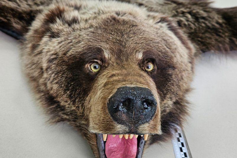 Иностранку с ковром из шкуры бурого медведя задержали в аэропорту Иркутска