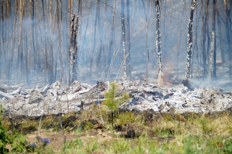 Особый противопожарный режим ввели в большинстве районов Иркутской области