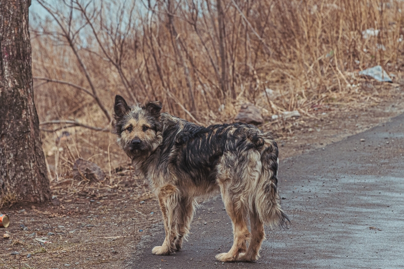 Администрация Зимы выплатит 30 тысяч рублей за нападение бездомной собаки на подростка