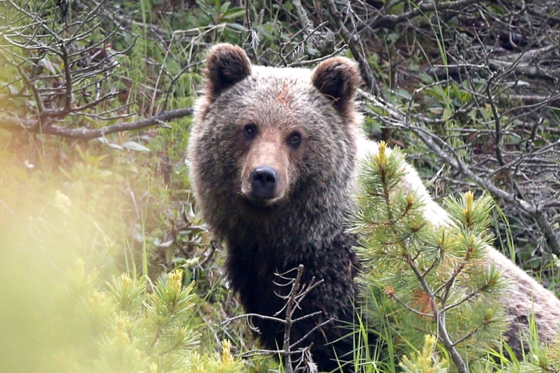 Медведицу с медвежатами заметили около Солзана в Байкальске