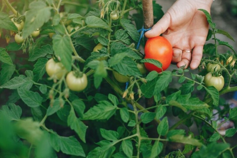 Как помидоры умоляют о фосфоре. Признаки недостатка микроэлемента и как с этим бороться