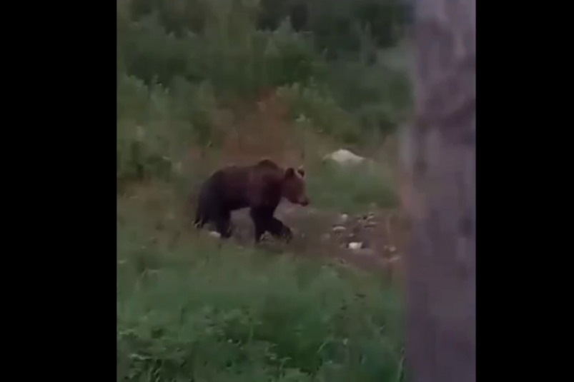 Четыре случая выхода медведей к людям зафиксировали в Иркутской области за сутки