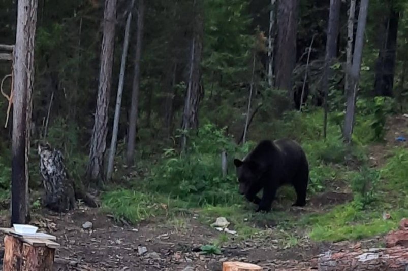 Медведи продолжают выходить к населенным пунктам Иркутской области
