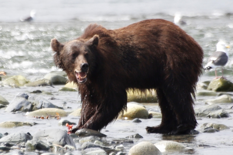 Специалисты озвучили причины частого выхода медведей к людям в Приангарье