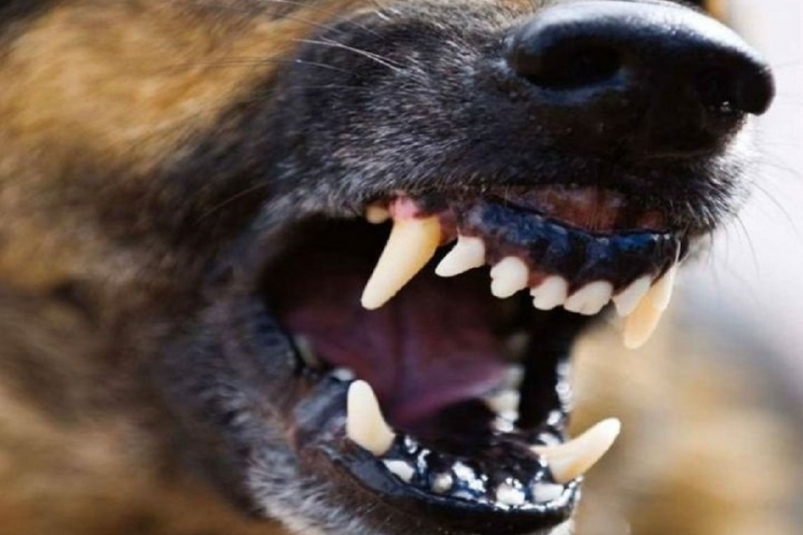 В сети появилось видео с нападением собак на мужчину в Иркутске